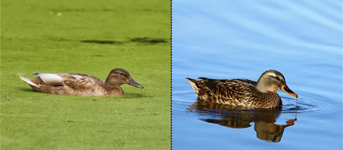 Aquaclean Comparison